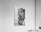GRAZER Acrylic Print