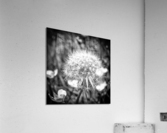WISH Acrylic Print