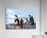 HAPPY FEET Acrylic Print