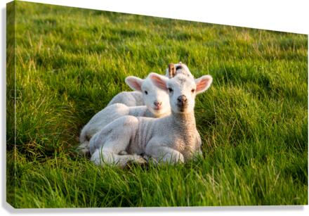 WHAT YOU LOOKING AT Canvas Print