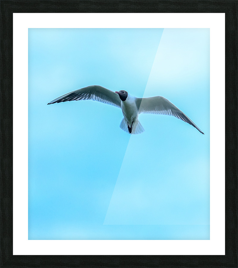 GLIDE Picture Frame print