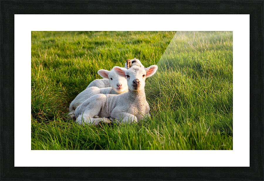 WHAT YOU LOOKING AT Picture Frame print