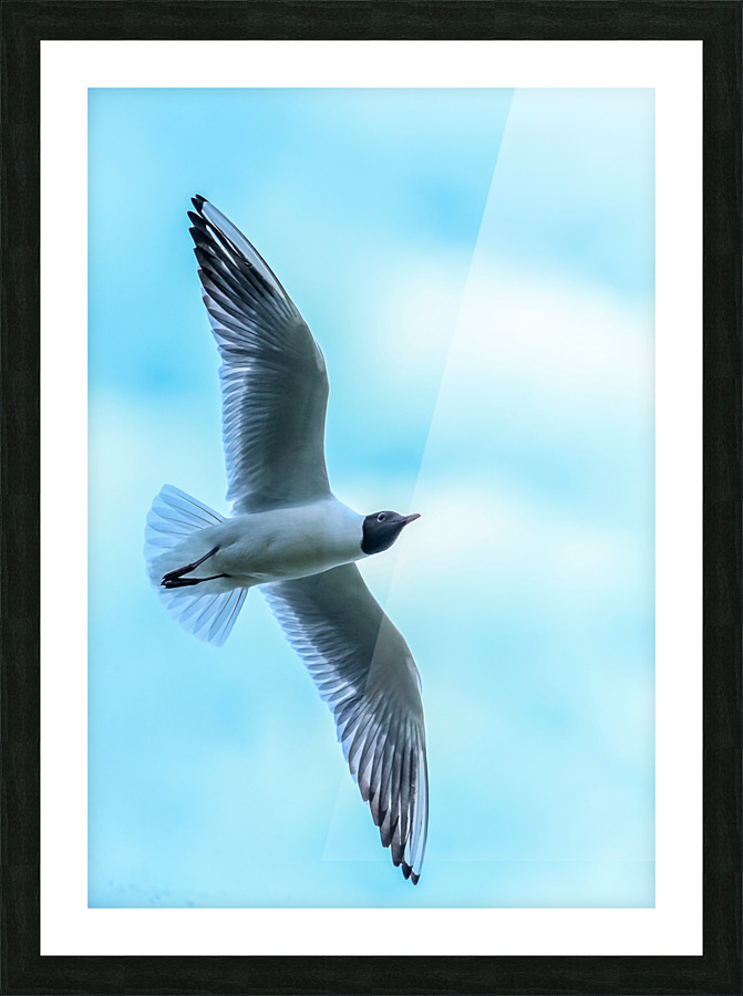 SOARING Picture Frame print