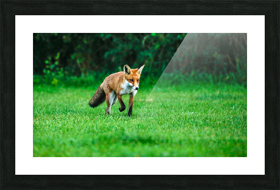 ON THE PROWL Picture Frame print