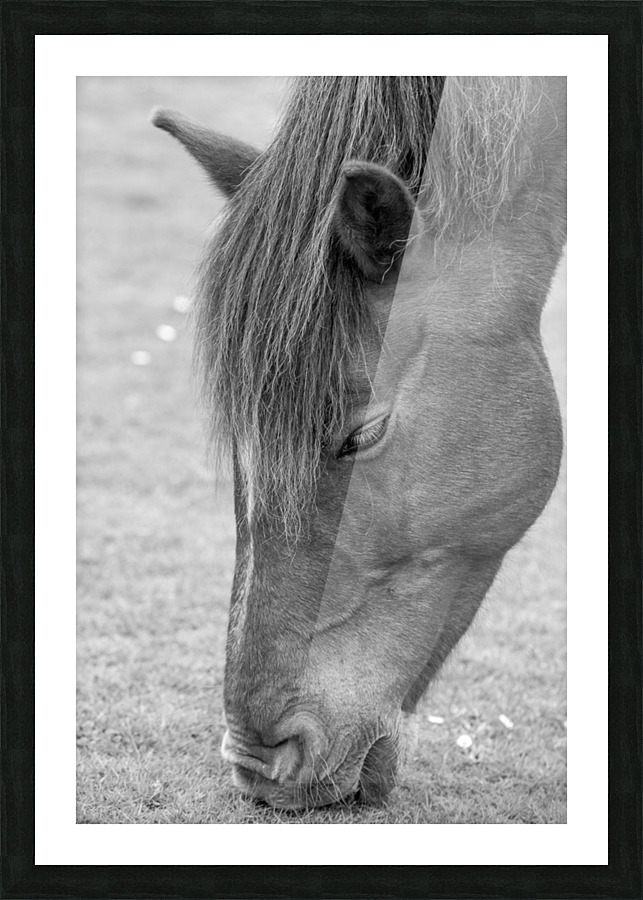 GRAZER Picture Frame print