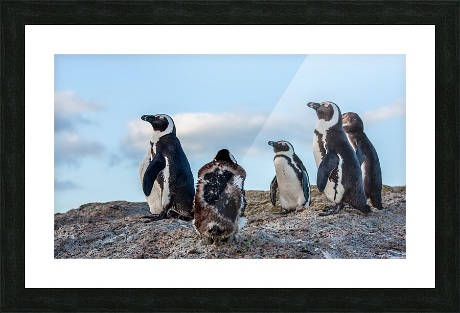 HAPPY FEET Picture Frame print