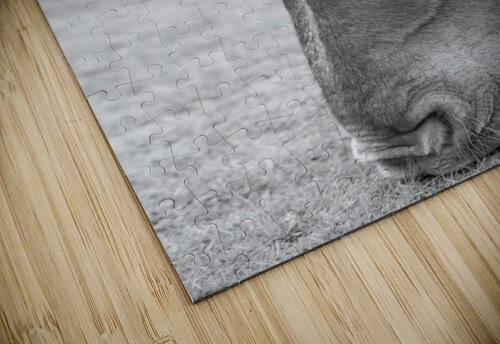 GRAZER BVR Photography puzzle