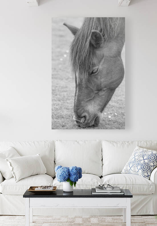 GRAZER by BVR Photography