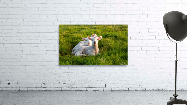 WHAT YOU LOOKING AT Wall Preview