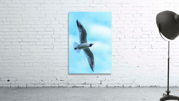 SOARING Wall Preview