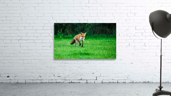 ON THE PROWL Wall Preview