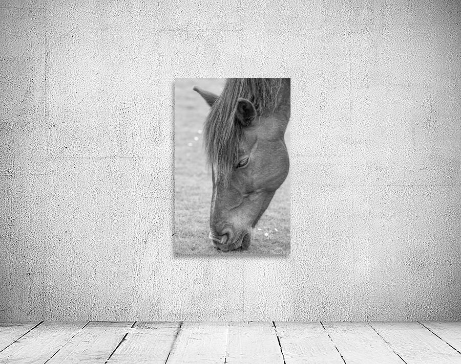 GRAZER Wall Preview