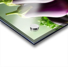 266 Two fresh eggplants on a white table and gree Acrylic print