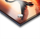 422 A grey swan Flying Through the Air With Its W Acrylic print