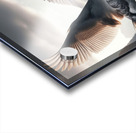 424 A grey swan Flying Through the Air With Its W Acrylic print