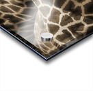 Giraffe Acrylic print