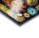 ernst haeckel illustrations Acrylic print