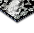 ernst haeckel Acrylic print