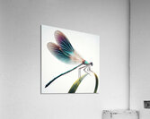 Dragonfly isolated on white 8 Acrylic Print