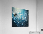 120 Water drops rain dew close up macro to seed d Acrylic Print