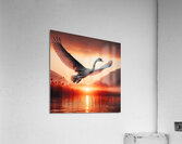 422 A grey swan Flying Through the Air With Its W Acrylic Print