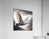 424 A grey swan Flying Through the Air With Its W Acrylic Print