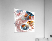 ernst haeckel illustrations Acrylic Print