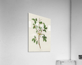 5955 John James Audubon  105 Acrylic Print