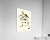 5955 John James Audubon  127 Acrylic Print