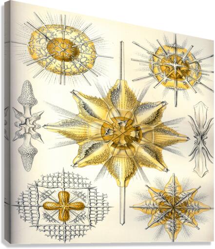 ernst haeckel illustrations Canvas Print