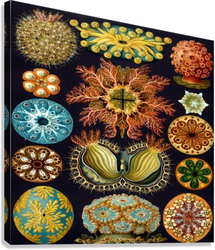 ernst haeckel illustrations Canvas Print
