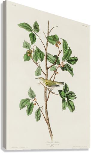 5955 John James Audubon  105 Canvas Print