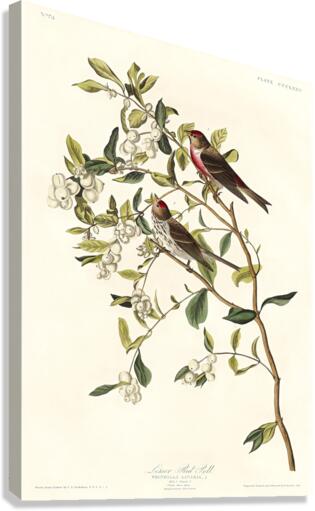 5955 John James Audubon  127 Canvas Print
