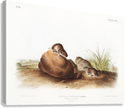 John James Audubon 15 Canvas Print