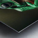 122 Green frog photography Metal print