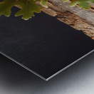 301 acorns and leaves on wooden table with copy s Metal print