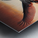 422 A grey swan Flying Through the Air With Its W Metal print