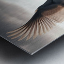 424 A grey swan Flying Through the Air With Its W Metal print