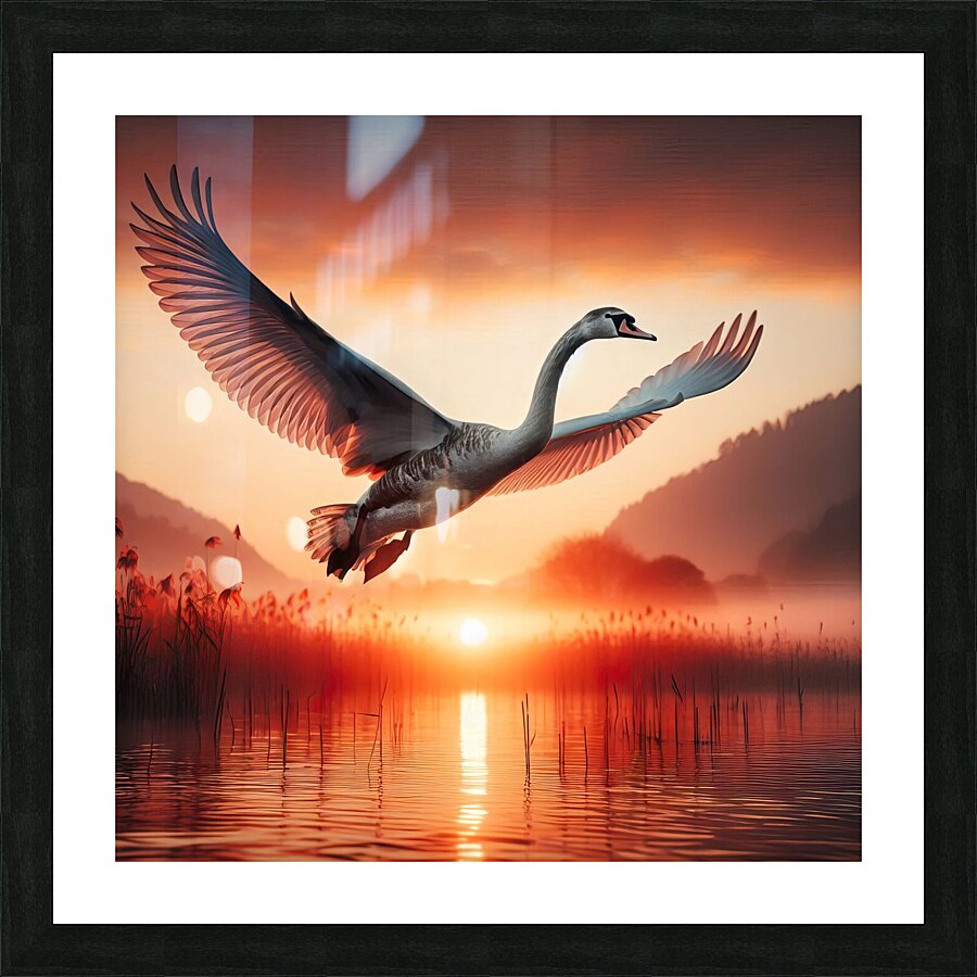 422 A grey swan Flying Through the Air With Its W Picture Frame print