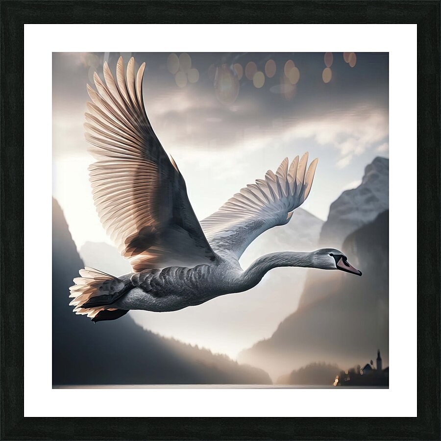 424 A grey swan Flying Through the Air With Its W Picture Frame print