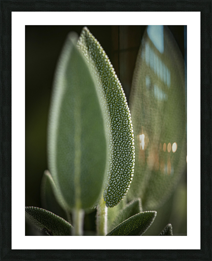 Microplant Picture Frame print