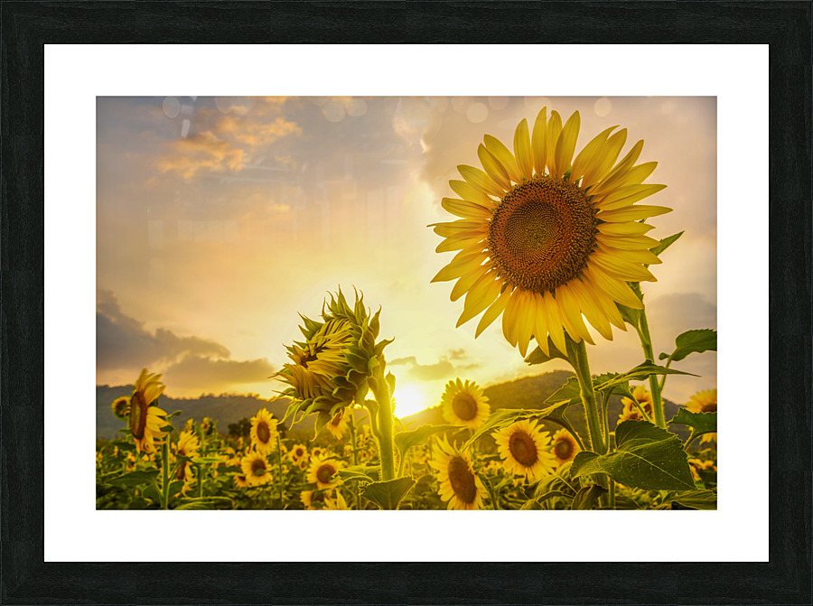 sunflower Picture Frame print