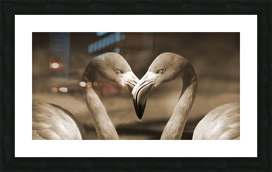 Flamingo Picture Frame print