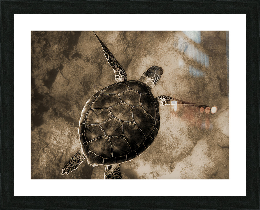 Turtle Picture Frame print