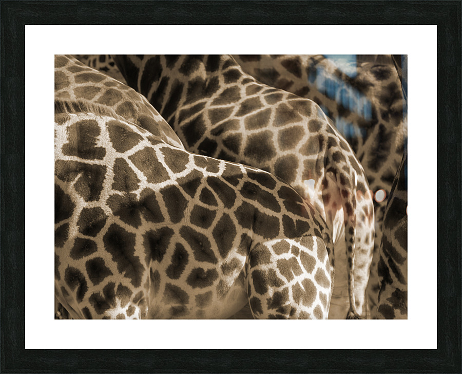 Giraffe Picture Frame print
