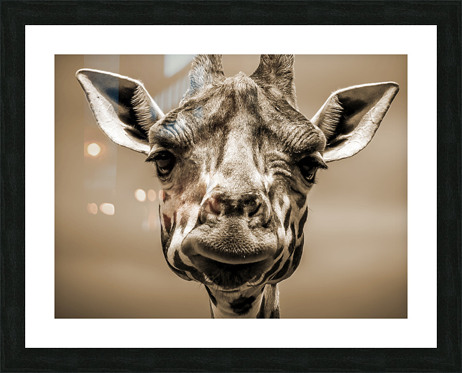 giraffe Picture Frame print