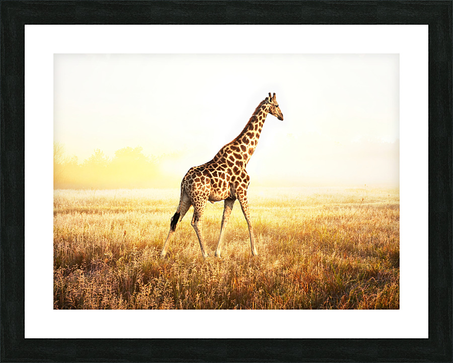  giraffe  Picture Frame print