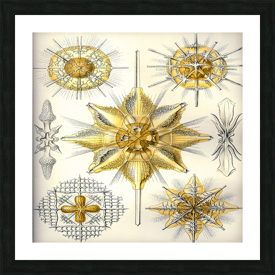 ernst haeckel illustrations Picture Frame print