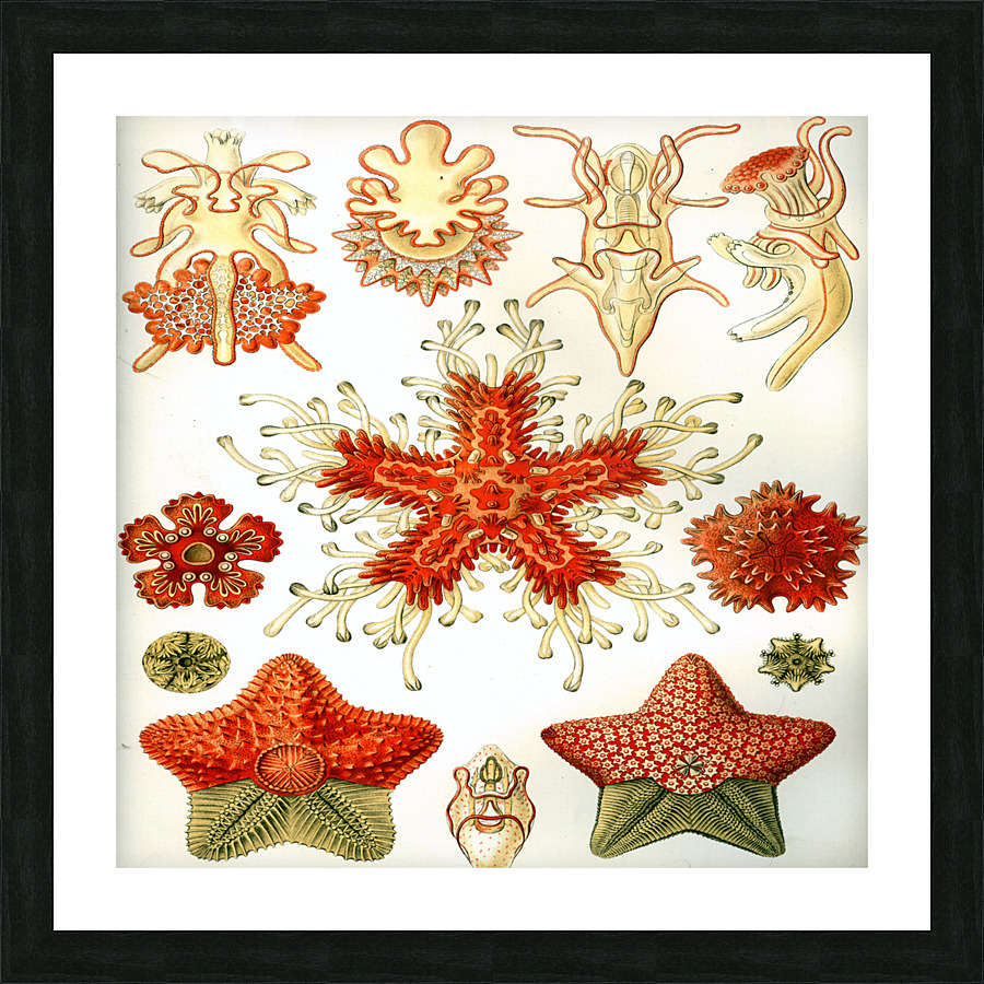 ernst haeckel illustrations Picture Frame print