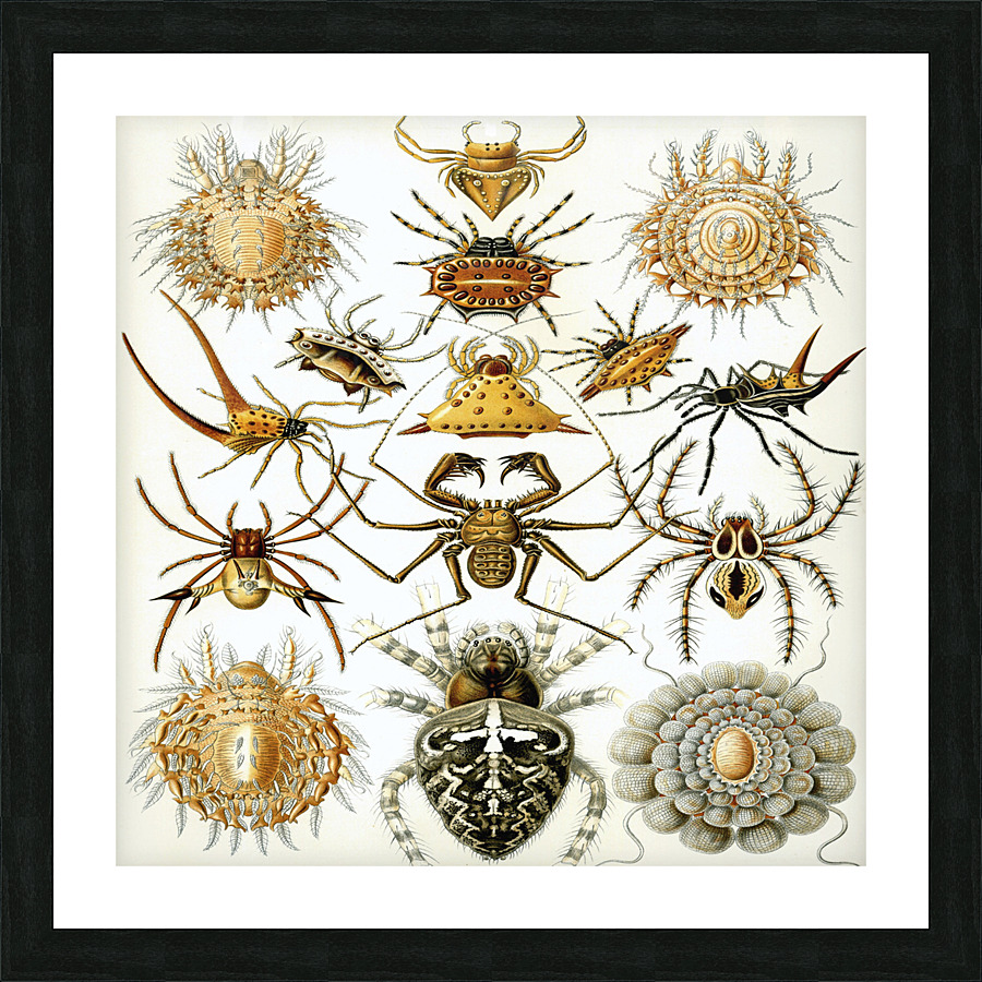 ernst haeckel illustrations Picture Frame print